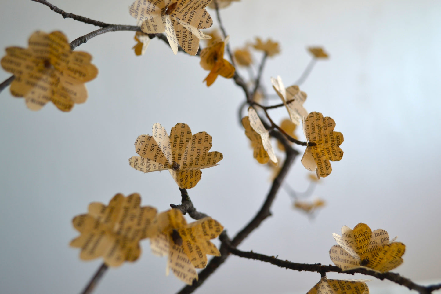 Branche fleurie - Reine